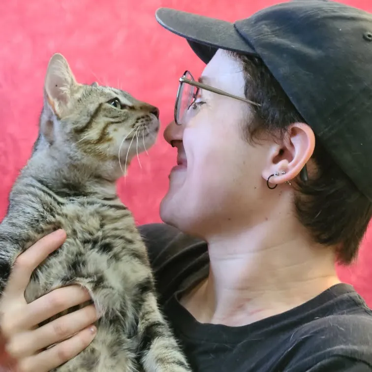 brandon spicewood cat hospital