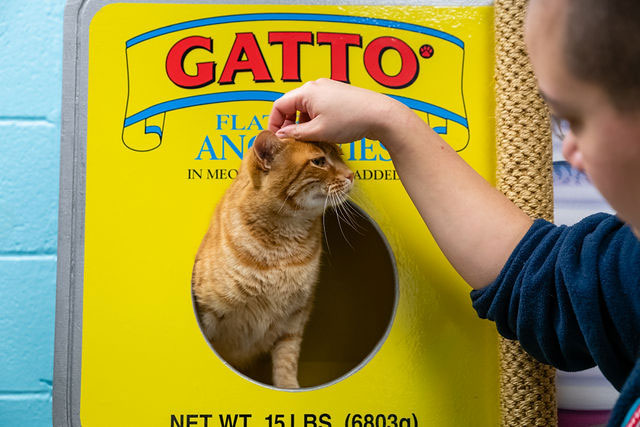 cat-boarding-northwest-austin-vet