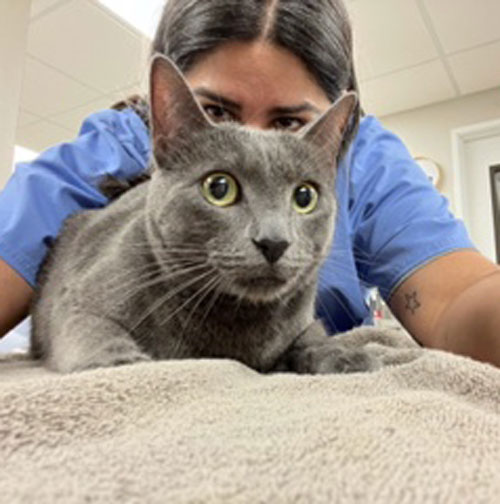 inez-spicewood-cat-hospital-northwest-austin-feline-vet