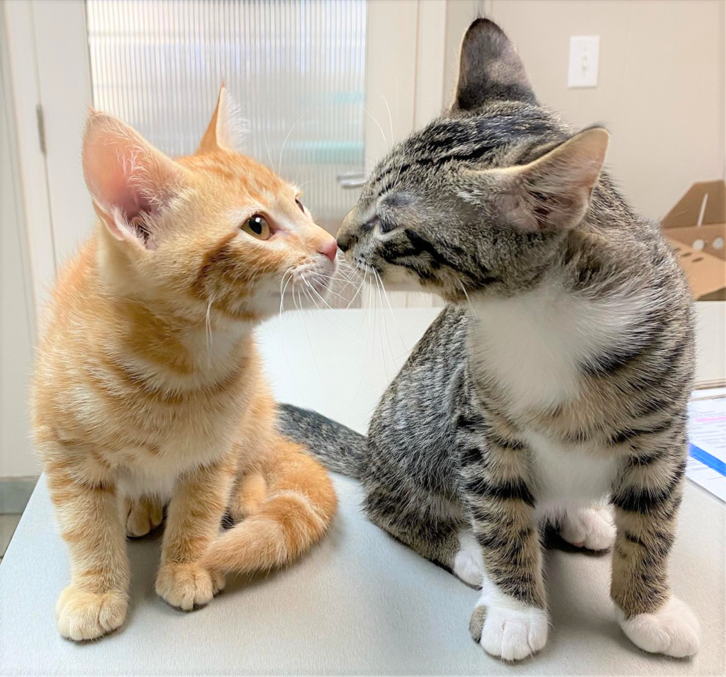 our-approach-spicewood-springs-animal-hospital-1 (2)