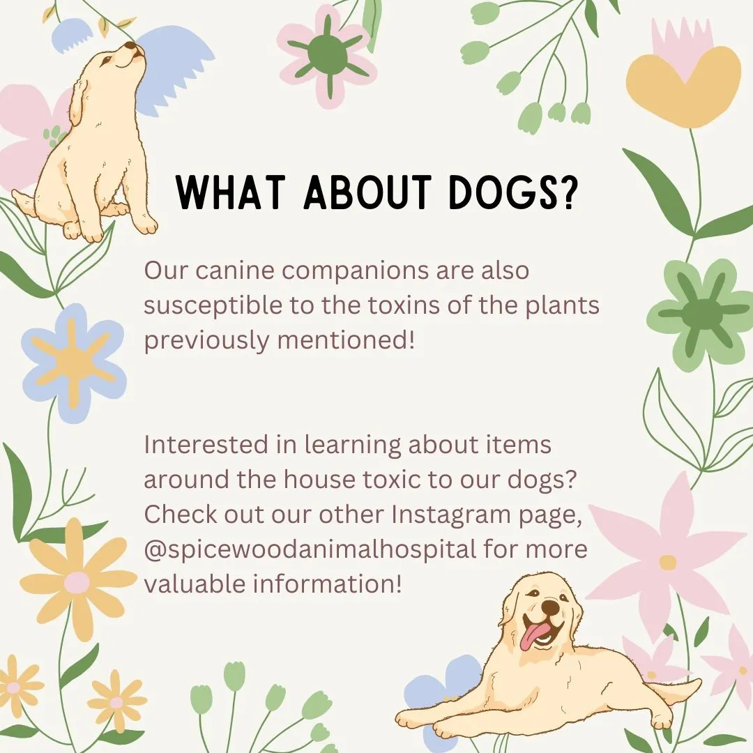 spicewood cat hospital feline northwest austin poison prevention 10