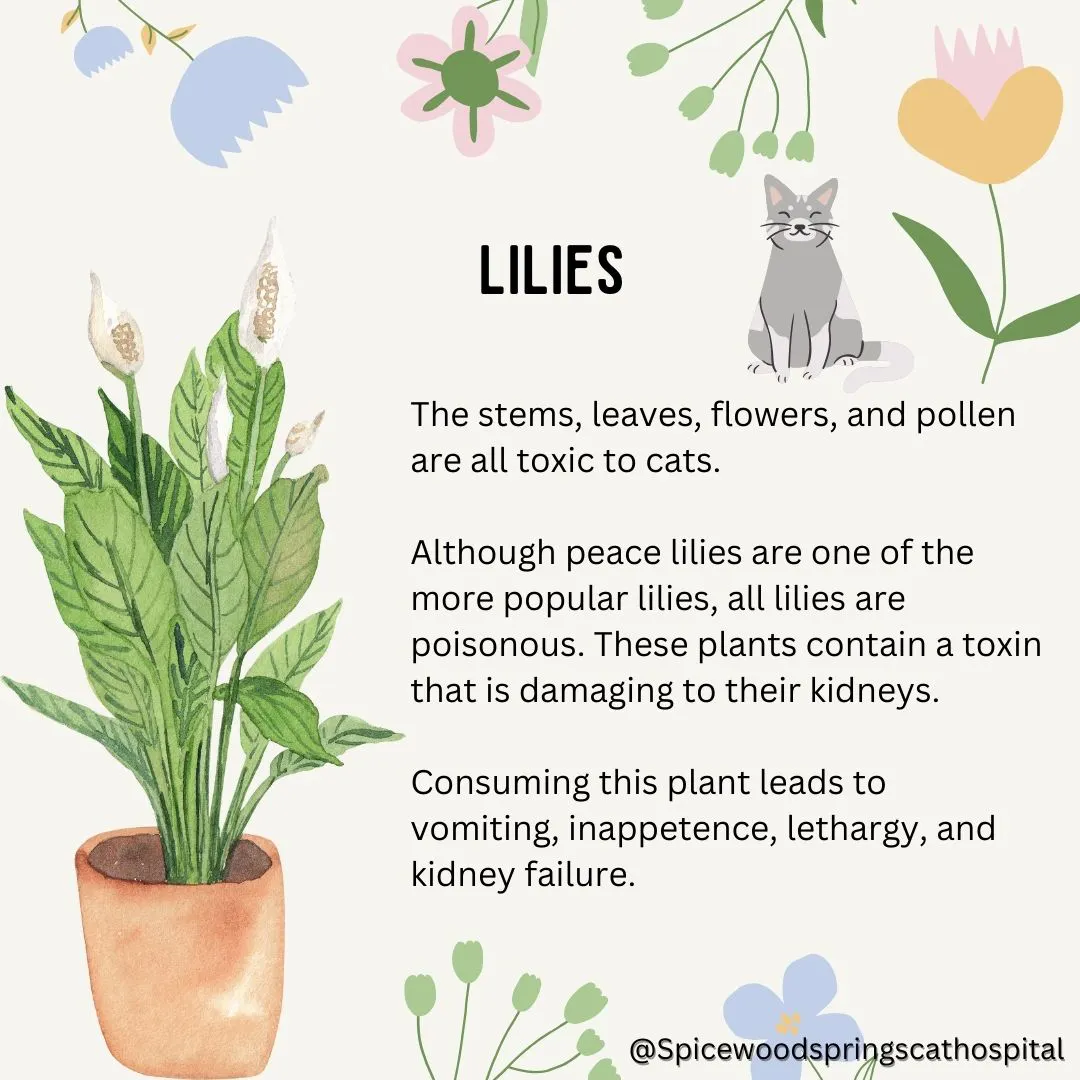 spicewood cat hospital feline northwest austin poison prevention 2