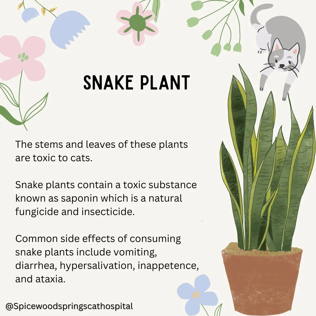 spicewood cat hospital feline northwest austin poison prevention 3