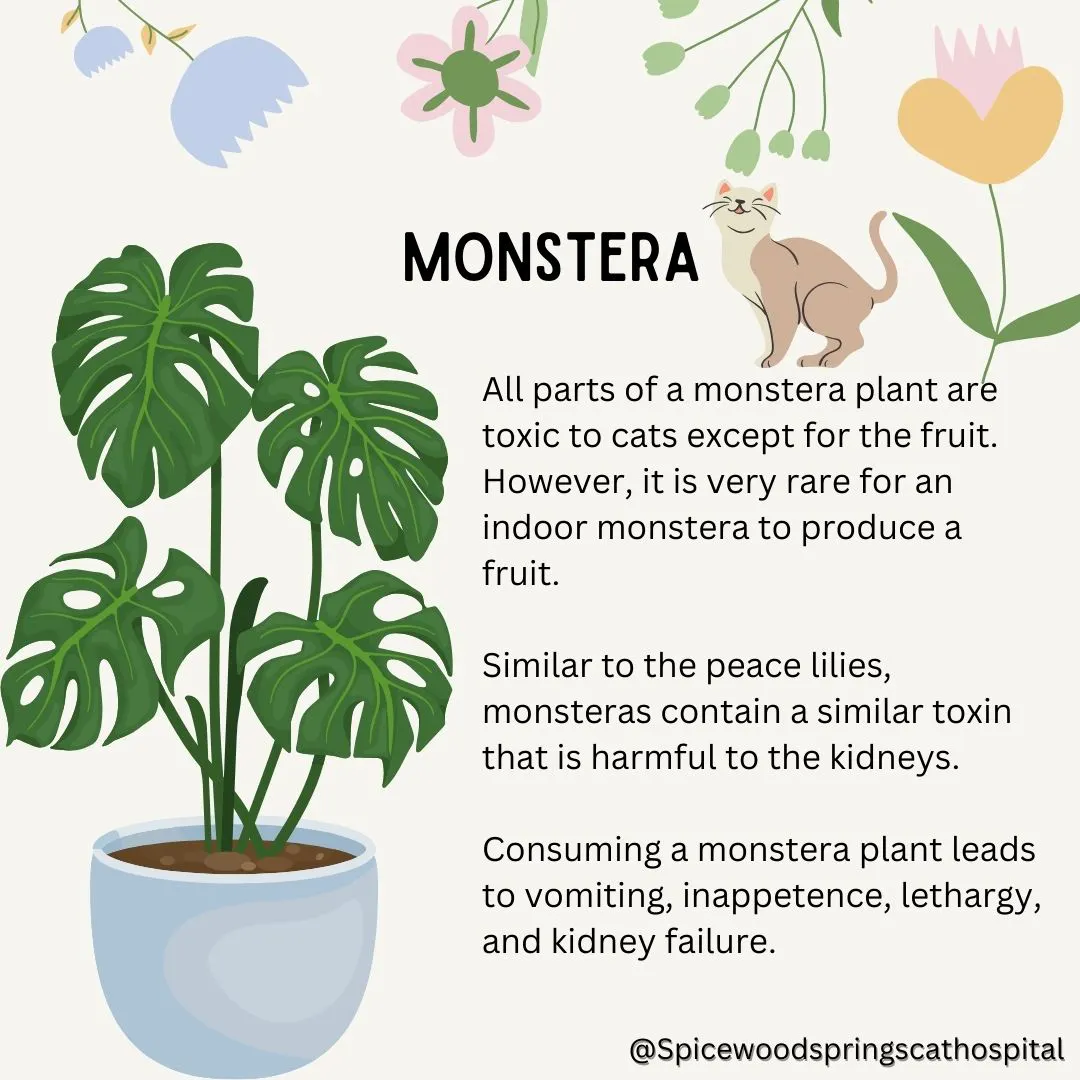 spicewood cat hospital feline northwest austin poison prevention 4