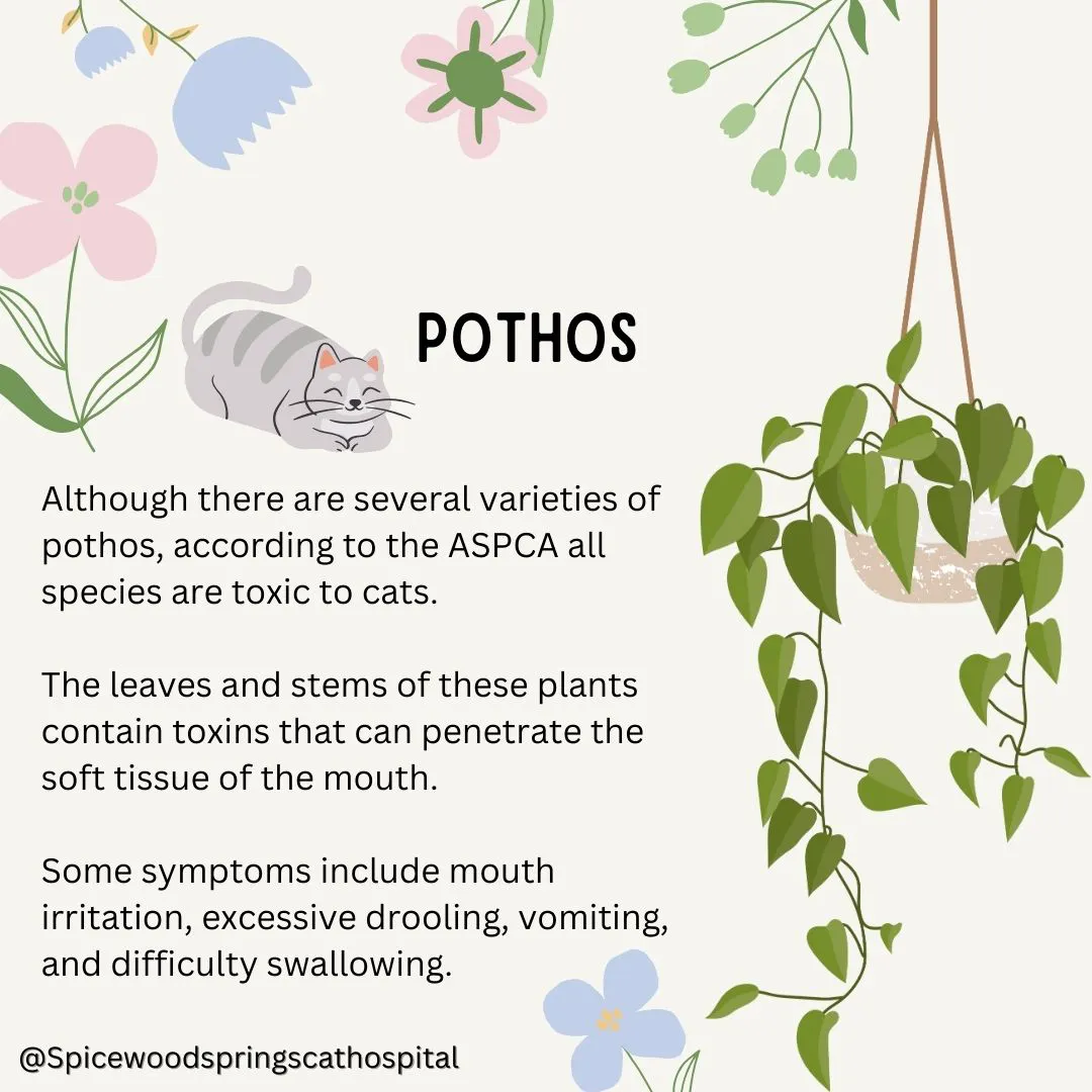 spicewood cat hospital feline northwest austin poison prevention 5