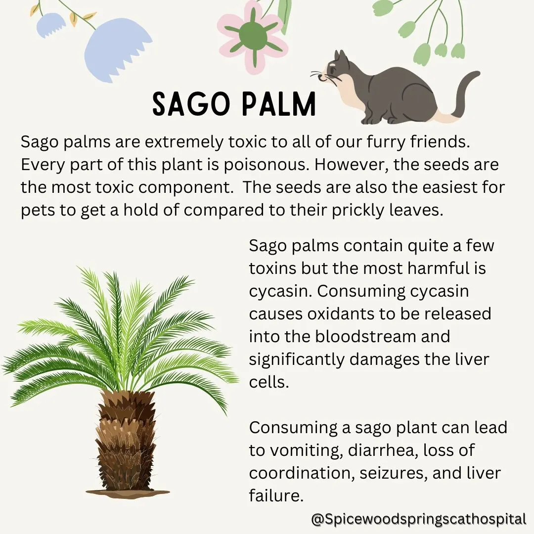 spicewood cat hospital feline northwest austin poison prevention 7