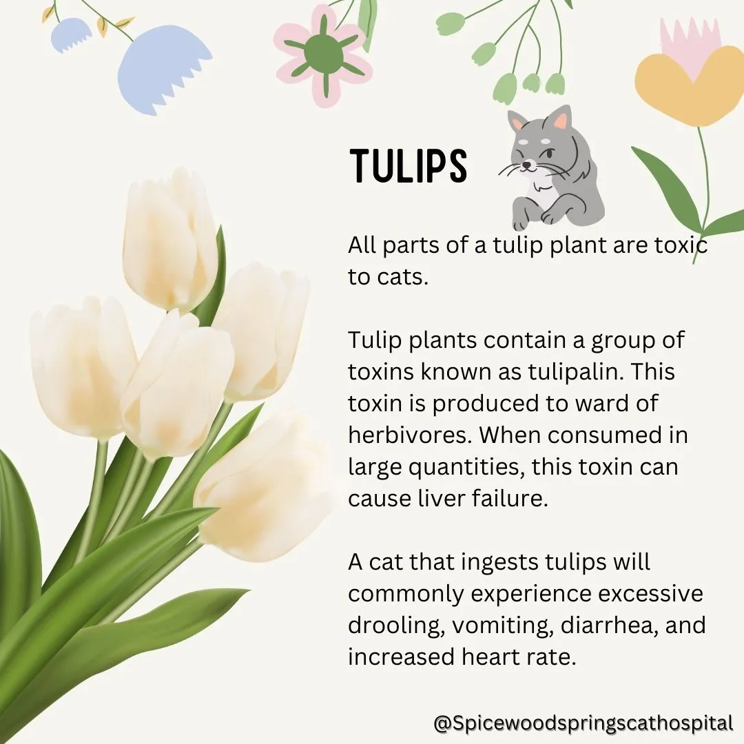 spicewood cat hospital feline northwest austin poison prevention 8