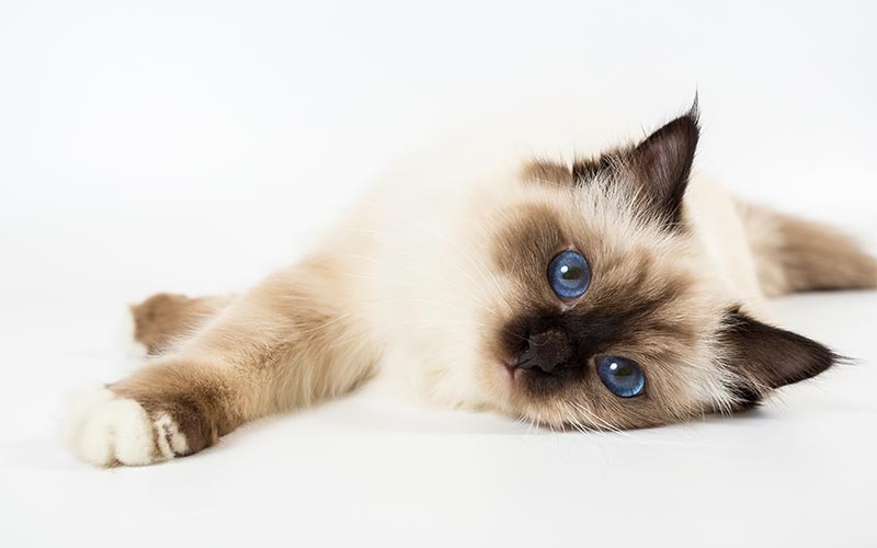 spicewood cat hospital northwest austin feline practice-mobile