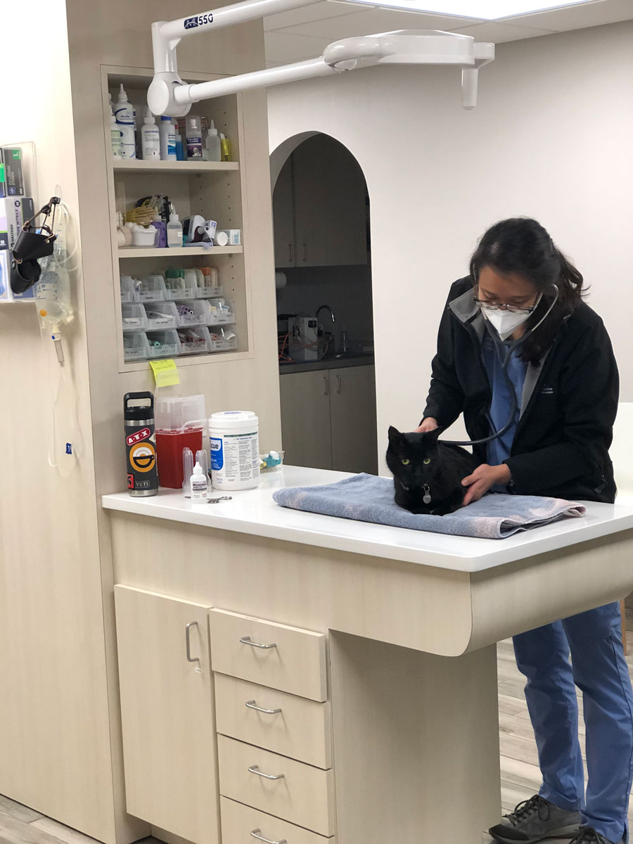 spicewood-springs-cat-hospital-feline-northwest-austin-vet-care